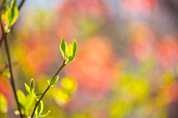 Fresh buds and leaves in early spring morning sunbeam with red background