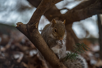 Naklejka na ściany i meble Squirrel on a Tree