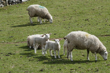 Obraz premium Lambs in the Peak District