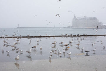 Seagulls on Kadikoy shore during heavy snowfall. For the first time after a long break, Istanbul turned to white with heavy snowfall on February 14, 2021, Turkey.