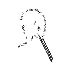hand drawn, sketch, cartoon illustration of kiwi