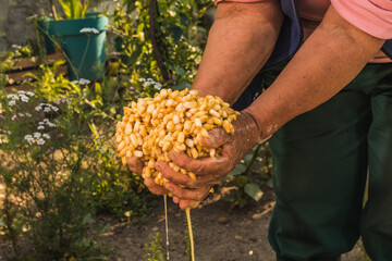 Mexican indigenous woman preparing the traditional nixtamal made of white corn for the creation of...