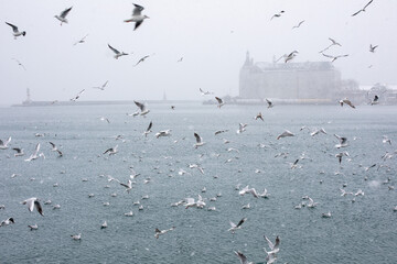 Seagulls on Kadikoy shore during heavy snowfall. For the first time after a long break, Istanbul turned to white with heavy snowfall on February 14, 2021, Turkey.