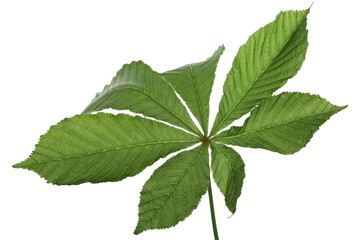 Naklejka na ściany i meble Horse-chestnut (Conker tree) leaf isolated on white 