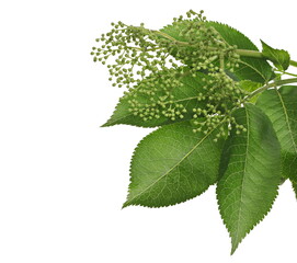 Elder, elderberry plant with young green flowers and leaves isolated on white background with...