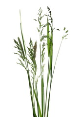 Green grass in spring isolated on white background with clipping path