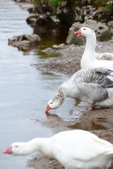 Geese