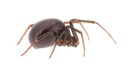 False widow spider isolated on white background, Steatoda grossa female