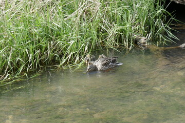 Duck in the River Dove