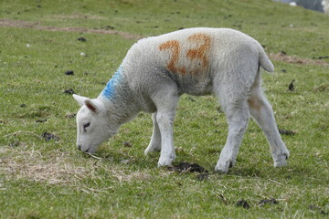 Obraz premium Cute lambs in the Peak District