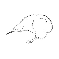 Obraz premium hand drawn, sketch, cartoon illustration of kiwi