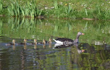 Graugänse haben Nachwuchs