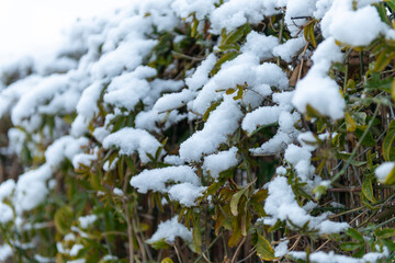NIEVE EN PIEDRAHITA AÑO 2021