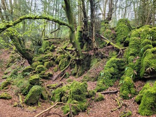 tropical forest