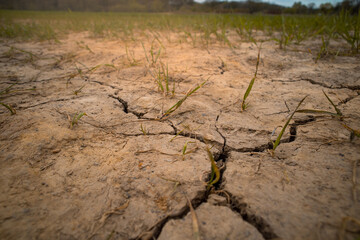 failed crops on farm lack of rain dry cracked earth
