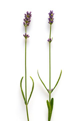 Naklejka premium Lavender flowers on a white background, isolated