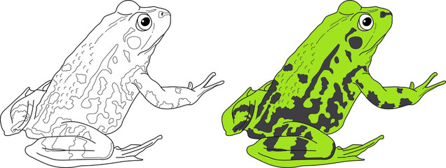 Frog vector drawing cartoon coloring for children line art and colored