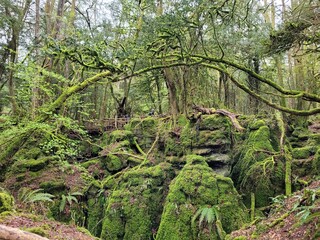 tree in the forest