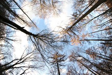 Abgestorbene Bäume durch den Klimawandel