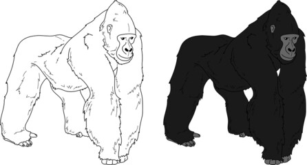 Gorilla vector drawing cartoon coloring for children line art and colored