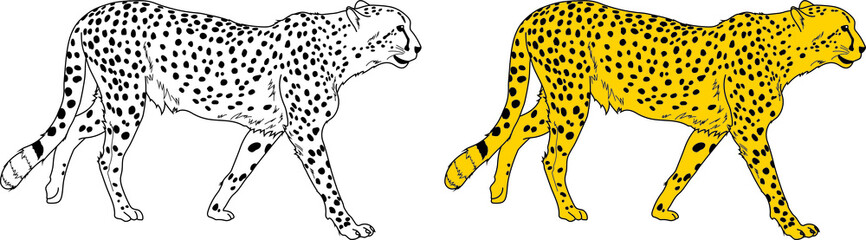 Cheetah vector drawing cartoon coloring for children line art and colored