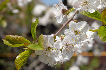 A sprig of blooming white cherry close-up