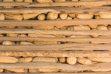 Whole white corn inside a traditional Sincolote, a space used in Mexico to put the freshly harvested grain