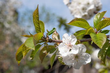 A sprig of white cherry blossoms against a blue sky