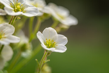 Fototapeta na wymiar Saxifraga - a genus of plants belonging to the saxifrage family. 