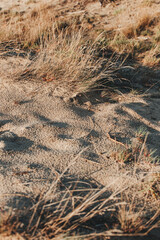 Bledow desert (pustynia bledowska) biggest sand desert in Silesia region in Poland