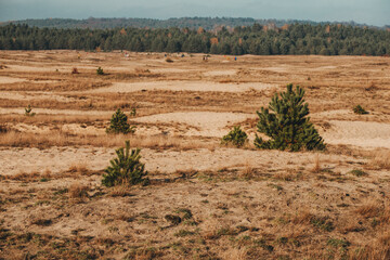 Bledow desert (pustynia bledowska) biggest sand desert in Silesia region in Poland