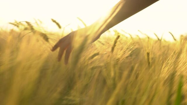 Young adult woman female girls hand feeling the top of a field of barley crop at sunset or sunrise