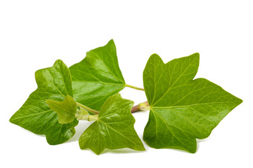 Ivy branch