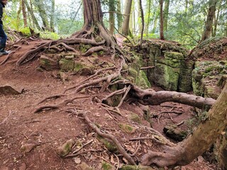 roots of tree