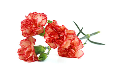 A pink carnation blooming on white