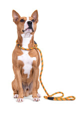 
Full-length red American Staffordshire terrier isolated on a white background. 
Dog in orange leash. Red American Pit Bull Terrier. Mixed breed. Masculine dog. Brown and white dog is sitting