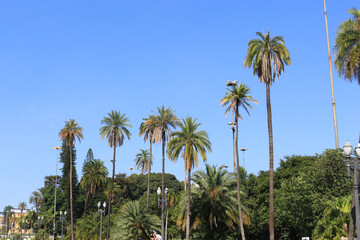 palm trees against sky