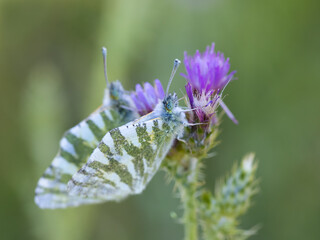 Anthocharis cardamines. Butterflies in their natural environment.