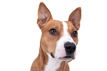 Close up red American Staffordshire terrier isolated on a white background. Red American Pit Bull Terrier. Mixed breed. Masculine dog. Black nose