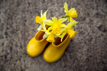 Composition of yellow rubber children's boots and blooming daffodils in the spring in nature.