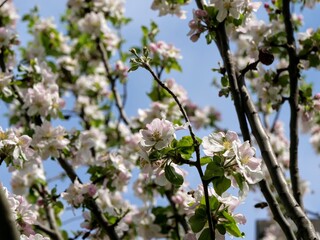 Apfelblüte mit sehr vielen Blüten in rosa, weiß und mit gelben Stempeln an einem Apfelbaum