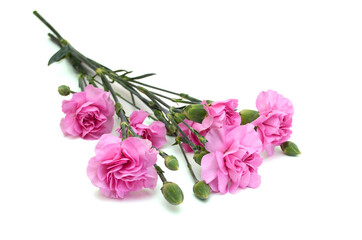 A pink carnation blooming on white