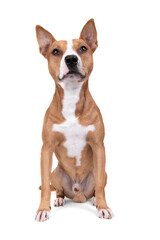 Full-length red American Staffordshire terrier with orange ball isolated on a white background. Red American Pit Bull Terrier. Mixed breed. Masculine dog. Brown and white dog is sitting. 
Male dog