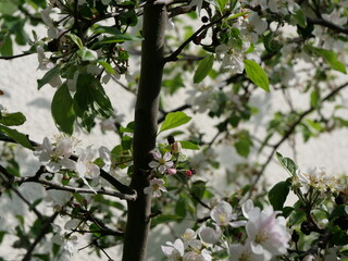 Apfelblüte mit sehr vielen Blüten in rosa, weiß und mit gelben Stempeln an einem Apfelbaum