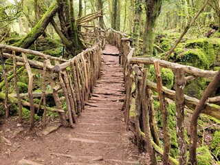 wooden bridge in the woods