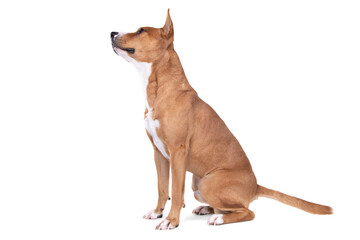 Full-length red American Staffordshire terrier isolated on a white background. Side view. Red American Pit Bull Terrier. Mixed breed. Masculine dog. Brown and white dog is sitting. 
Male dog