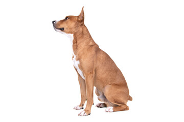 Full-length red American Staffordshire terrier isolated on a white background. Side view. Red American Pit Bull Terrier. Mixed breed. Masculine dog. Brown and white dog is sitting. 
Male dog