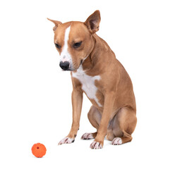 Full-length red American Staffordshire terrier with orange ball isolated on a white background. Red American Pit Bull Terrier. Mixed breed. Masculine dog. Brown and white dog is sitting. Male dog