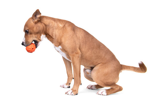 Full-length Red American Staffordshire Terrier With Orange Ball Isolated On A White Background. Red American Pit Bull Terrier. Mixed Breed. Masculine Dog. Brown And White Dog Is Sitting. Male Dog