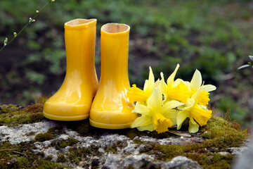 Composition of yellow rubber children's boots and blooming daffodils in the spring in nature.